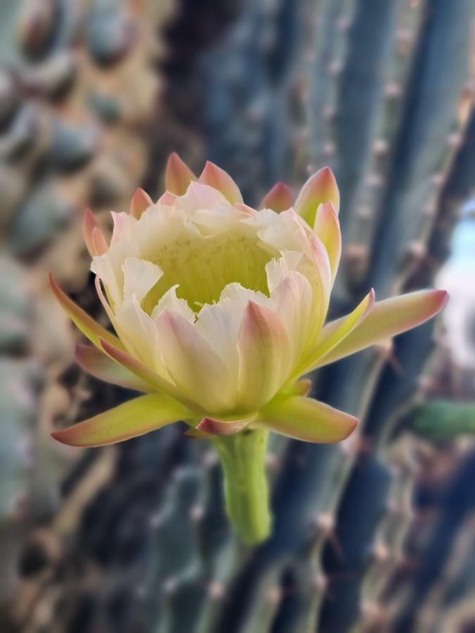 Cactus - Blooming Garden Apartments Kalamata Dış mekan fotoğraf